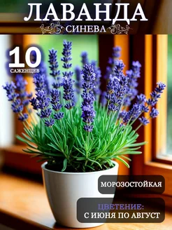 Саженцы Лаванды Синева голубовато-фиолетовая Крымская лаванда 240717015 купить за 609 ₽ в интернет-магазине Wildberries