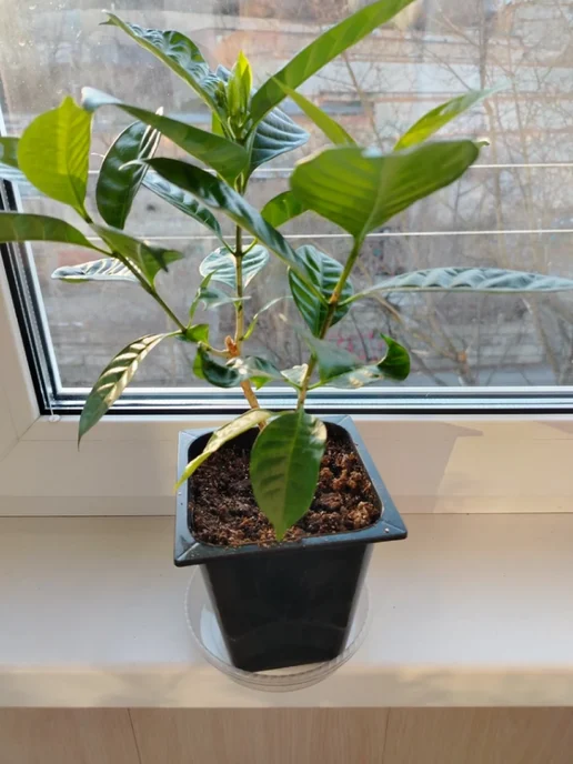 Botanica. Поддон для горшка пластиковый прозрачный 6 шт, 6 шт, фото 8