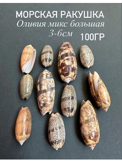 Морская ракушка Оливия микс