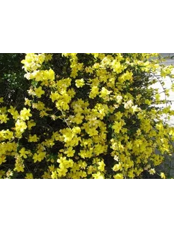 Жасмин голоцветковый (Jasminum nudiflorum) полюшко 240816011 купить за 551 ₽ в интернет-магазине Wildberries