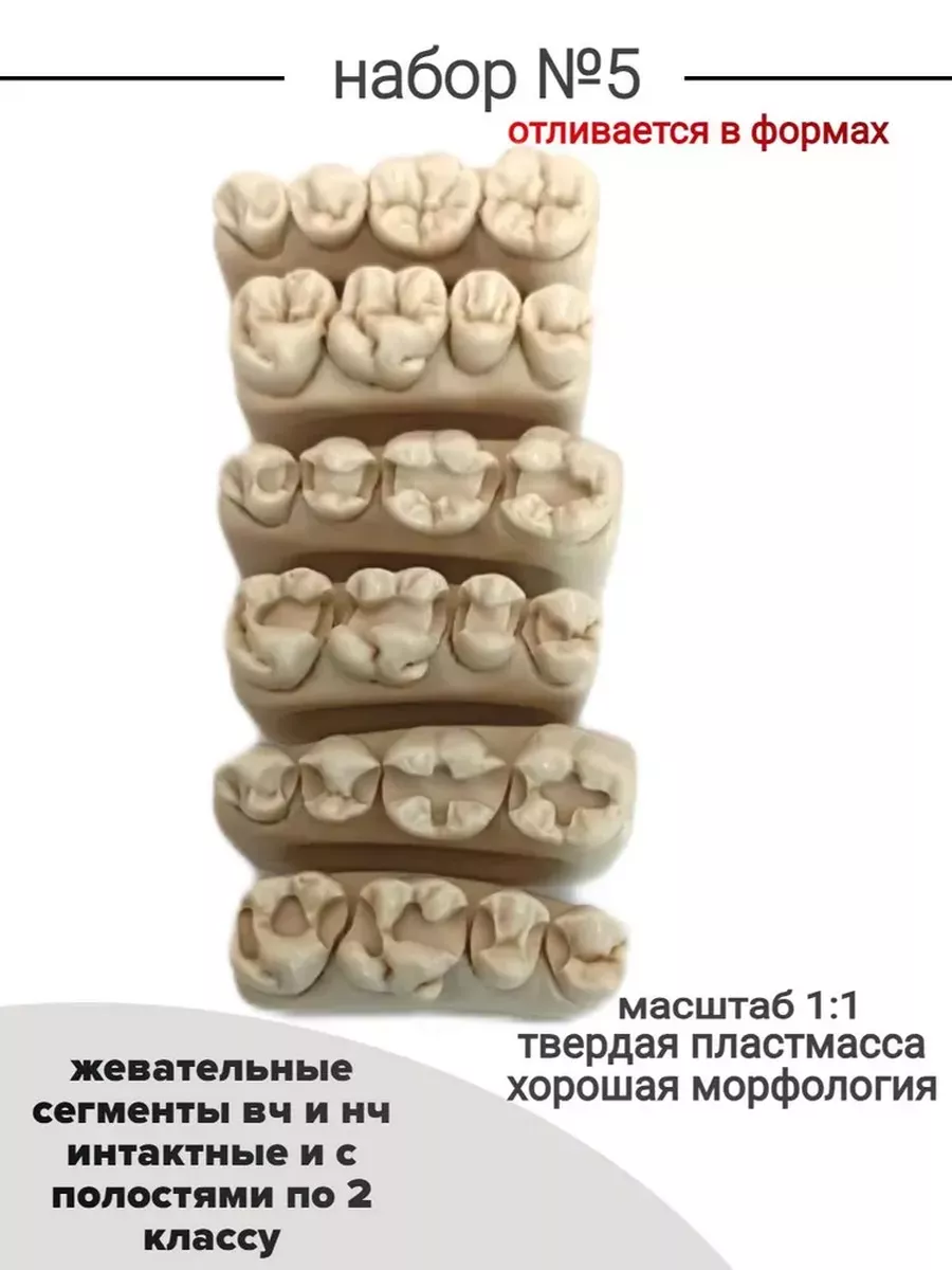 Анатомическая модель челюсти и зубов, макет для стоматолога