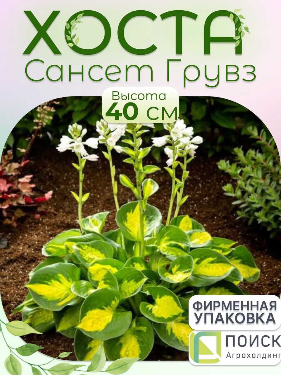 Хоста гибридная сансет грувз. Хоста сансет грувс. Хоста регал сплендор. Хоста sunny halcyon. Хоста гибридная рейнфорест санрайз.