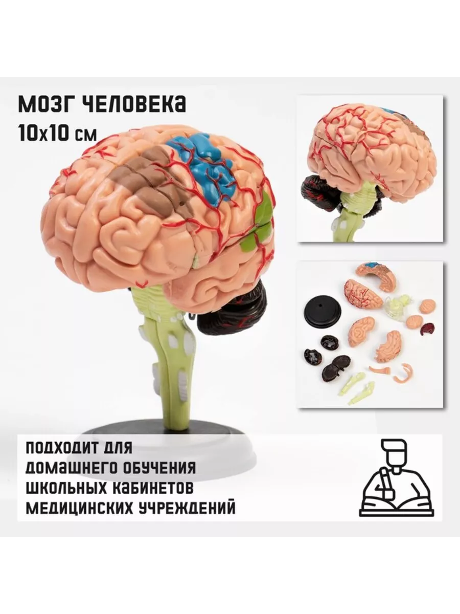 Разборный макет мозга человека 10х10 см