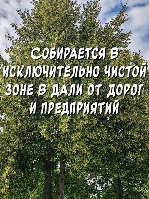 из Пущи Липовый веник для бани и сауны. Премиум, вариант, фото 6