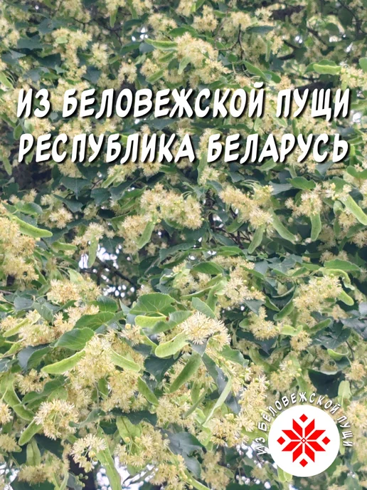 из Пущи Липовый веник для бани и сауны. Премиум, вариант, фото 8