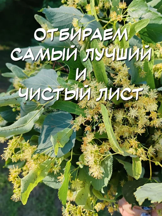 из Пущи Липовый веник в цвете для бани и сауны 2 шт, 2 шт, фото 5