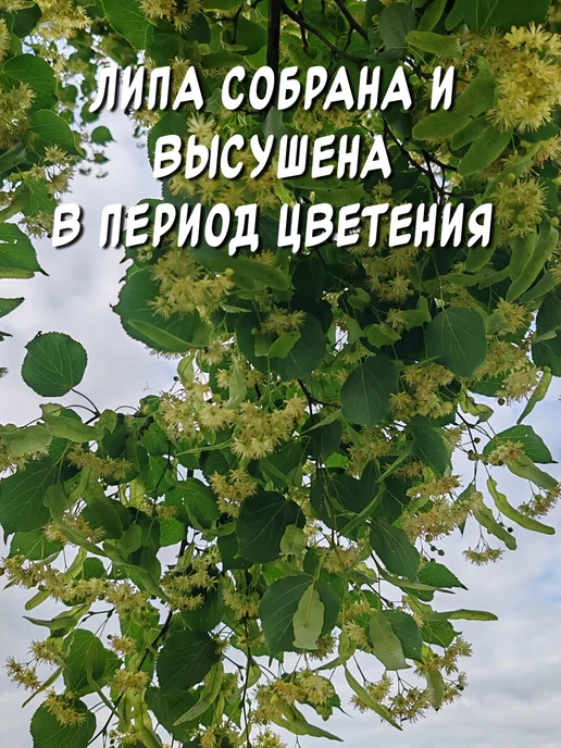 из Пущи Липовый веник для бани 3шт. Премиум, 3 шт, фото 7