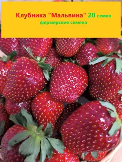 Клубника " Мальвина " семена Южное семечко 241000099 купить за 246 ₽ в интернет-магазине Wildberries