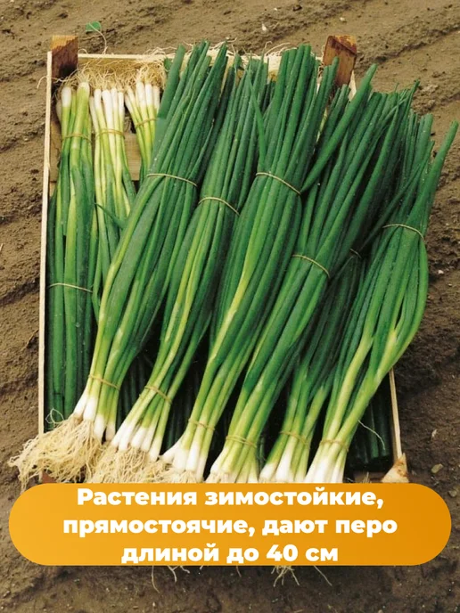 Агрофирма АЭЛИТА Лук на зелень 6 упаковок, зеленый, фото 2