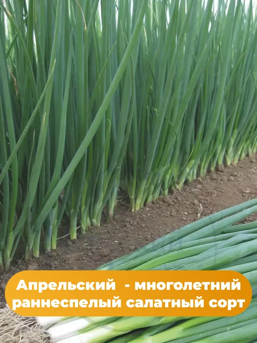 Агрофирма АЭЛИТА Лук на зелень 6 упаковок, зеленый, фото 3