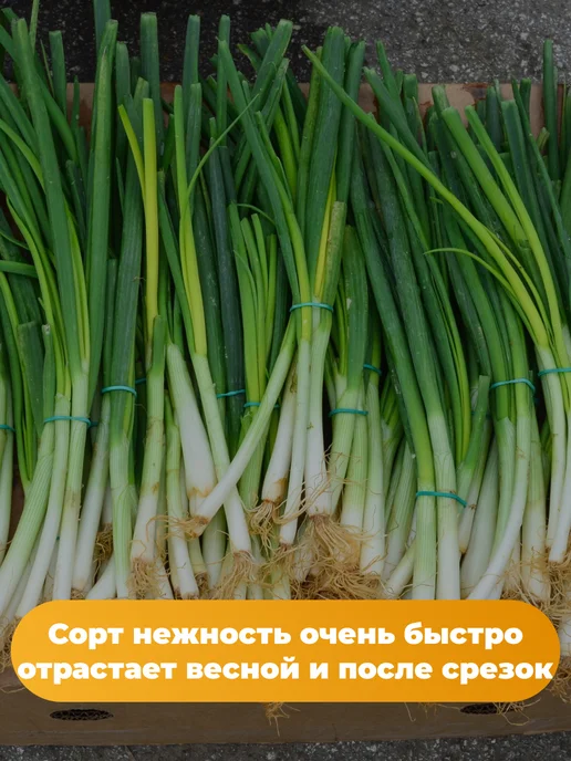 Агрофирма АЭЛИТА Лук на зелень 6 упаковок, зеленый, фото 5