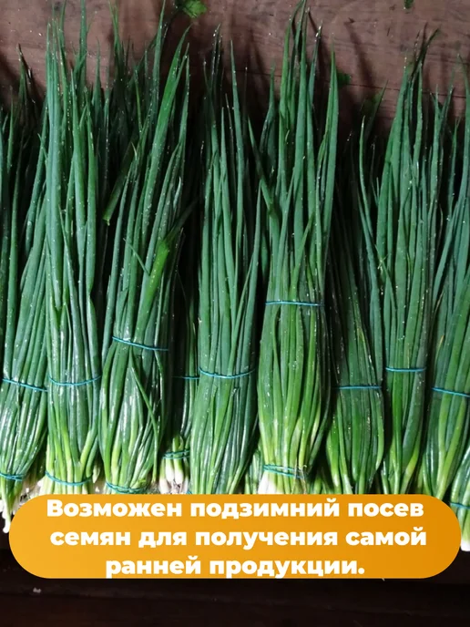 Агрофирма АЭЛИТА Лук на зелень 6 упаковок, зеленый, фото 6