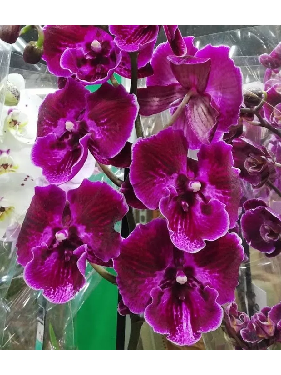 Үлкен сиськи бар порно видеоларды қараңыз