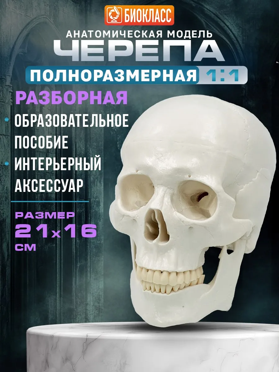 Череп разборный учебный полноразмерный