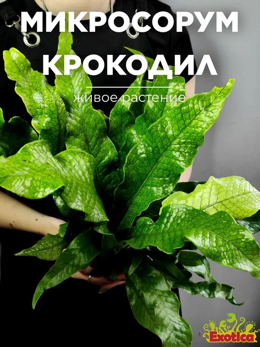 Exotica Папоротник Микросорум Крокодил D12см