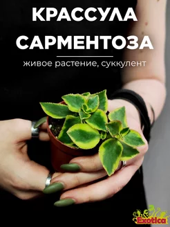 Крассула Сарментоза (Crassula Sarmentosa) D5см Exotica 241127584 купить за 777 ₽ в интернет-магазине Wildberries