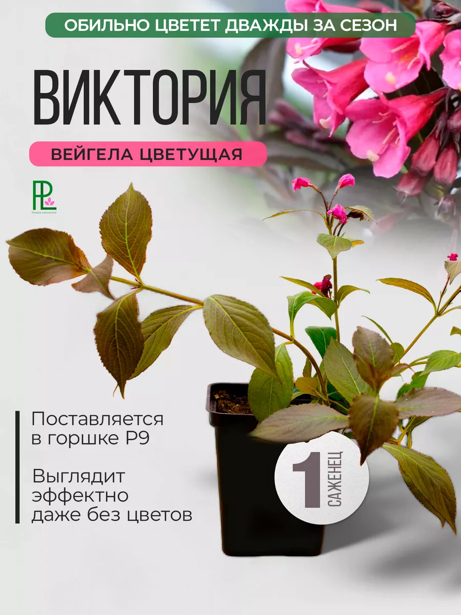 Вейгела цветущая Виктория...