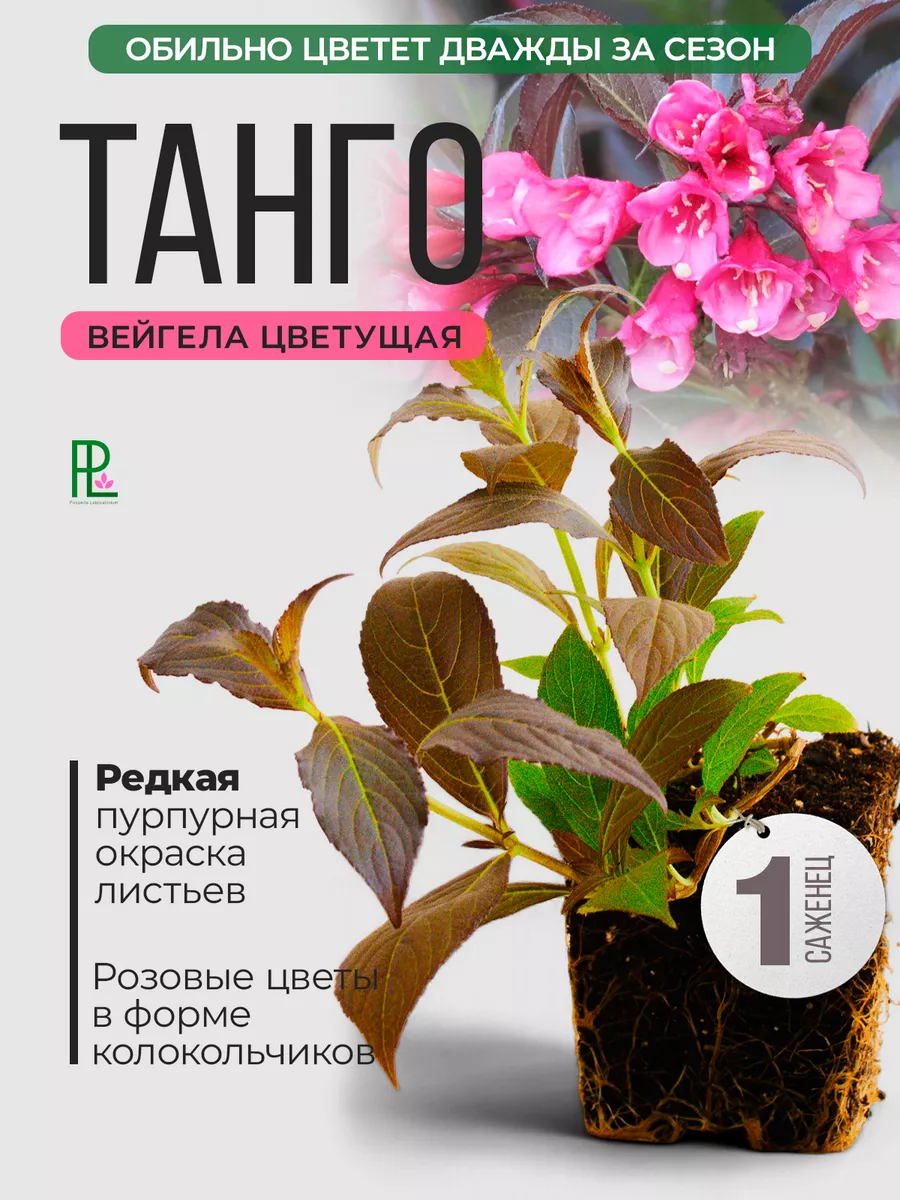 Вейгела цветущая Танго...