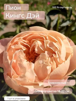 Пионы Саженцы Цветов Кингс Дэй Сад-Экспресс24 241173482 купить за 366 ₽ в интернет-магазине Wildberries