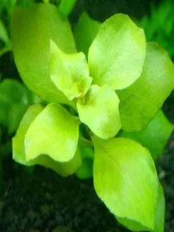 Людвигия ярко-зеленая (3 ветки).Живое аквариумное растение Aqua_Plants 241236665 купить за 349 ₽ в интернет-магазине Wildberries