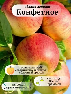 Солнечный Сад в интернет-магазине Wildberries