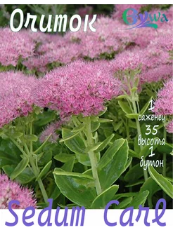 Очиток Sedum Carl, 1шт Eywa 241329322 купить за 385 ₽ в интернет-магазине Wildberries