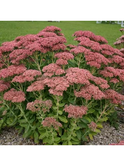 Очиток Sedum Herbstfreude, 1шт Eywa 241329323 купить за 385 ₽ в интернет-магазине Wildberries