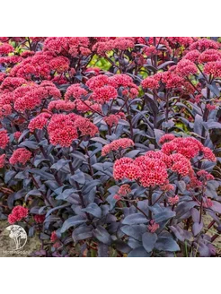 Очиток Sedum José Aubergine, 1шт Eywa 241329325 купить за 520 ₽ в интернет-магазине Wildberries