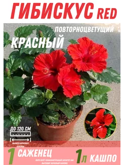 Гибискус китайский комнатный красный 241359361 купить за 1 580 ₽ в интернет-магазине Wildberries