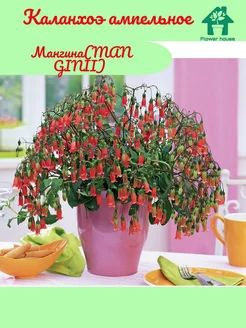 Каланхоэ ампельное Мангина(MANGINII) Flower House 241367655 купить за 571 ₽ в интернет-магазине Wildberries