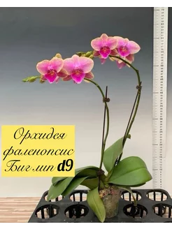 Орхидея фаленопсис живой OrchidsTime 241373762 купить за 1 192 ₽ в интернет-магазине Wildberries