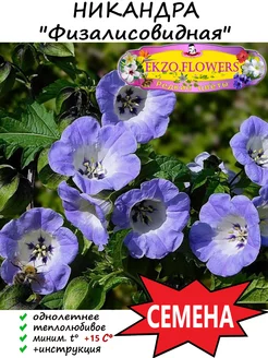 Семена Никандра (Физалисовидная) 10шт EKZO.FLOWERS 241381070 купить за 146 ₽ в интернет-магазине Wildberries