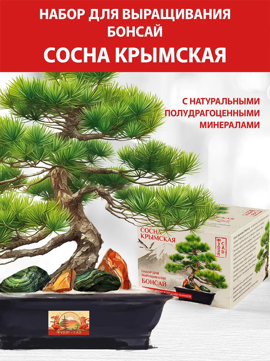 Набор для выращивания растений Бонсай Сосна крымская
