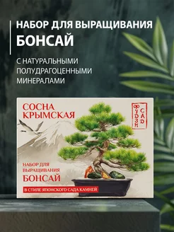 Бонсай набор для выращивания Сосна крымская для дома Фудзи сад 241400753 купить за 891 ₽ в интернет-магазине Wildberries