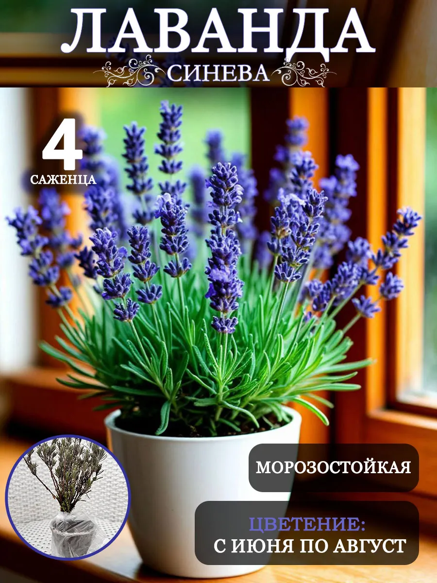 Саженцы Лаванды...
