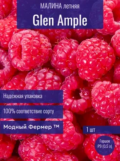 Малина Глен Ампл, саженец в горшке 0,5 л Модный Фермер 241551965 купить за 456 ₽ в интернет-магазине Wildberries