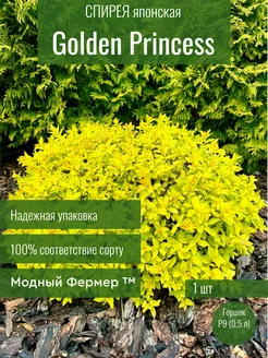 Спирея Голден Принцесс, саженец в горшке 0,5 л Модный Фермер 241647391 купить за 376 ₽ в интернет-магазине Wildberries