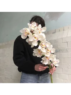 Орхидея Цимбидиум Белая BloomRoom