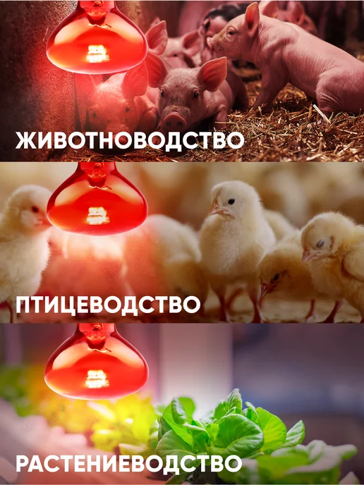 ЭРА Инфракрасная лампа для обогрева животных и освещения 100 Вт, 100 Вт, фото 2