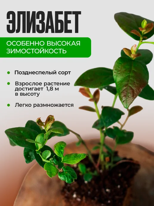 Поспелла Саженцы голубики Элизабет 1 год 1 шт Р9, 1 шт, фото 2