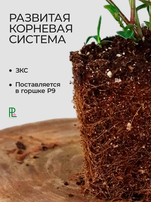 Поспелла Саженцы голубики Элизабет 1 год 1 шт Р9, 1 шт, фото 4