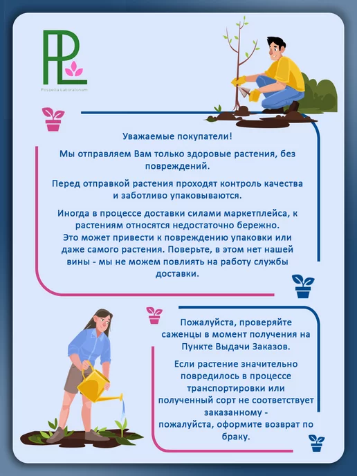 Поспелла Саженцы голубики Элизабет 1 год 1 шт Р9, 1 шт, фото 6