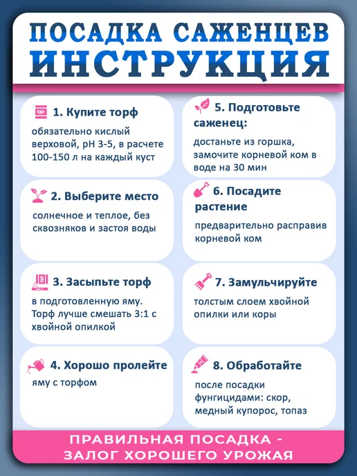 Поспелла Саженцы голубики Элизабет 1 год 1 шт Р9, 1 шт, фото 7