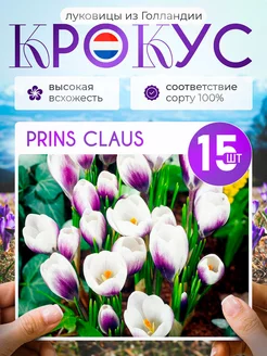 Крокусы луковицы Prins Claus 15 штук Голландия