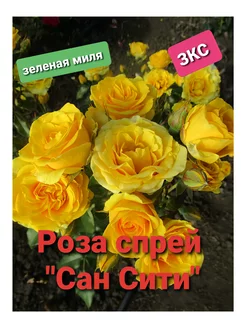 Роза спрей "Сан Сити" ЗКС 241847316 купить за 362 ₽ в интернет-магазине Wildberries