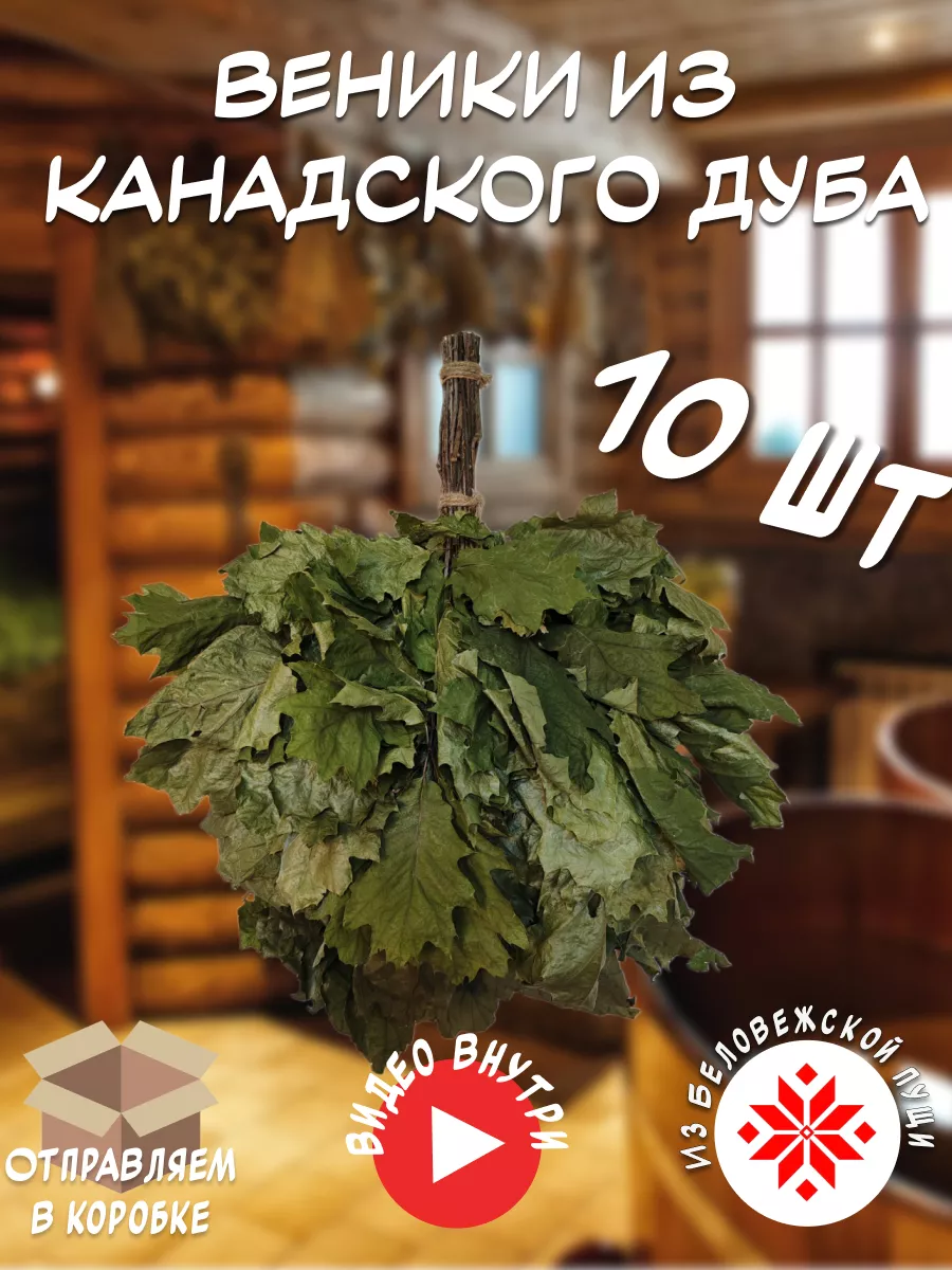 Канадский дуб 10 шт.