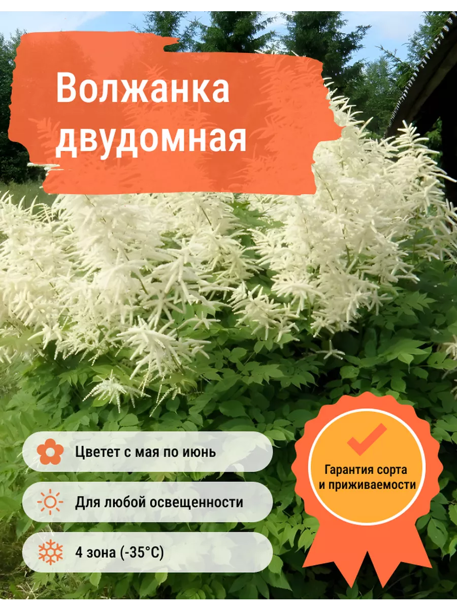 Волжанка кокорышелистная. Волжанка арункус обыкновенная. Волжанка двудомная. Арункус двудомный. День волжанки.