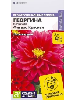 Георгина Фигаро Красная махровая (5шт) Семена Алтая 241883248 купить за 103 ₽ в интернет-магазине Wildberries