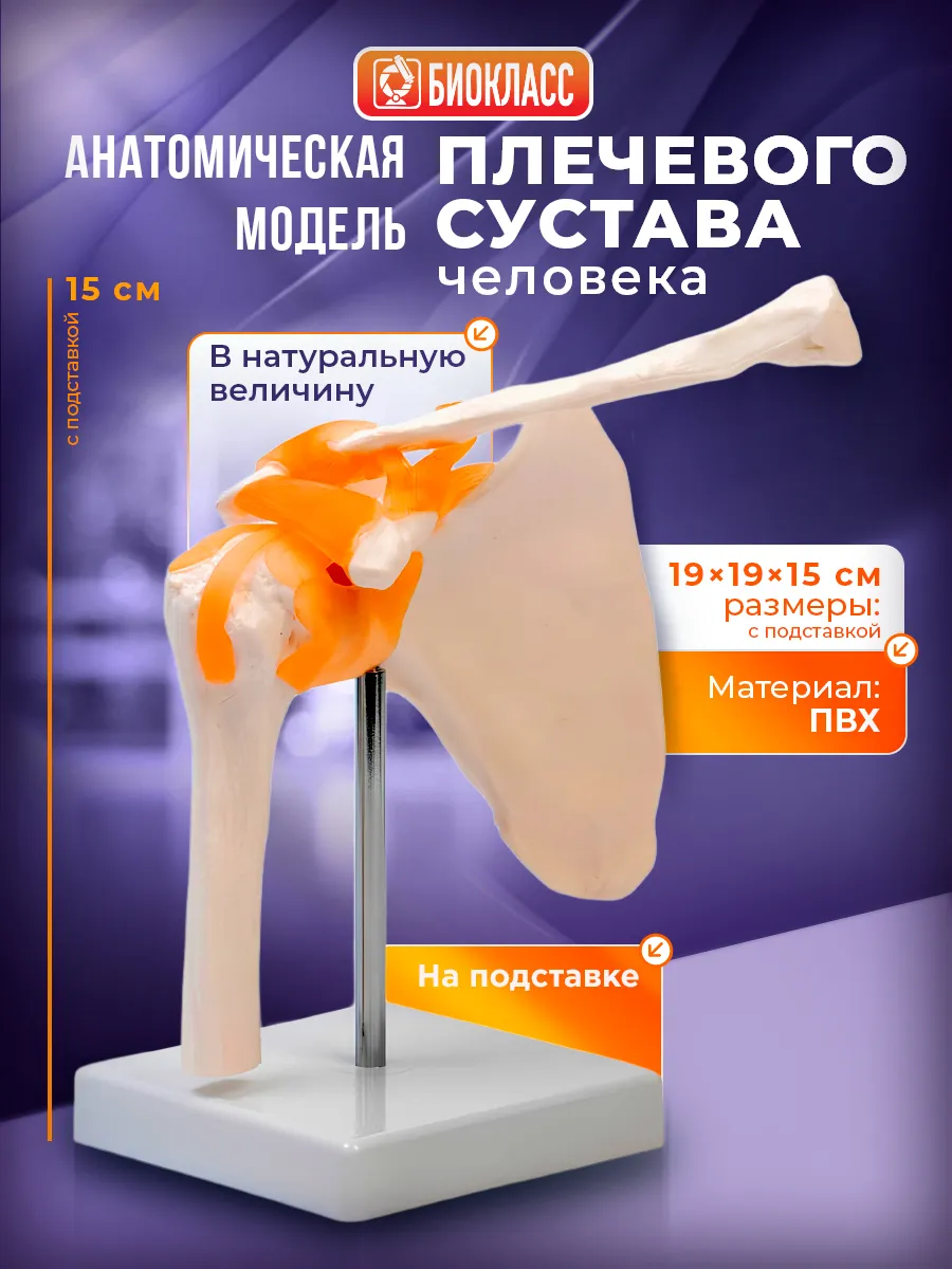 Макет плечевого сустава человека на подставке