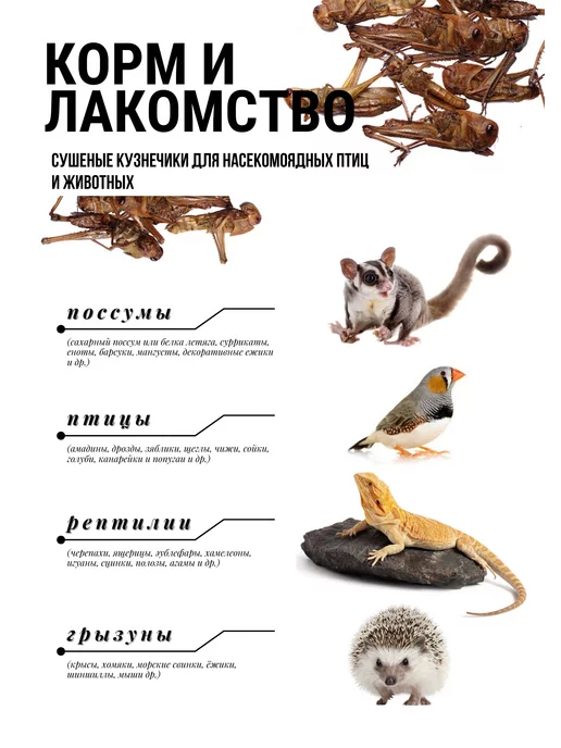 EnigmaAnimals Кузнечик сушеный (саранча), отборный 50г, фасовка, развес, 50 г, фото 2